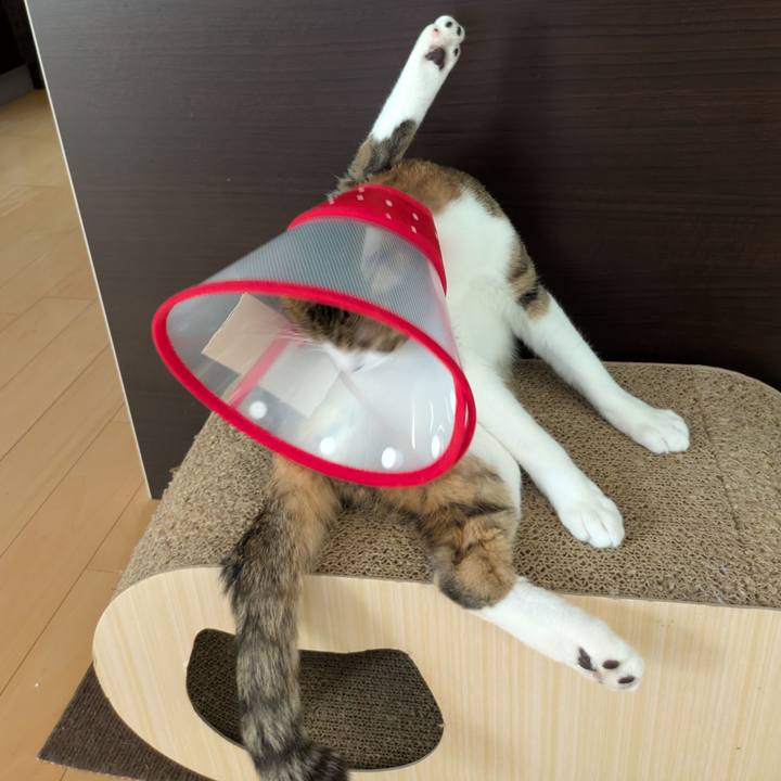 85f0fd9e 6e29 4735 8375 88ddcb4e2edd 1752996239513