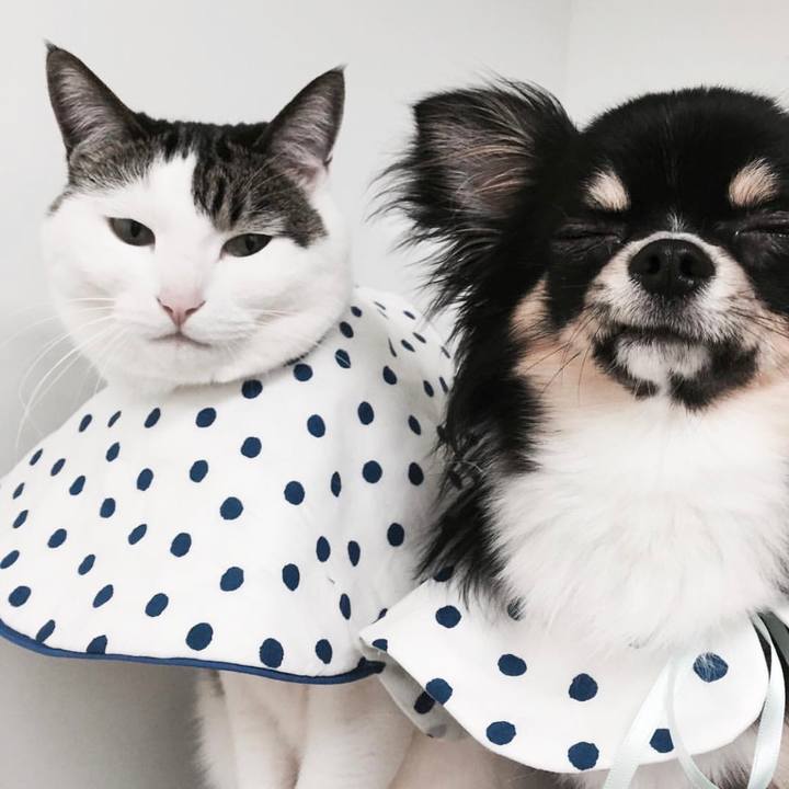 85f18a33 85d9 4d5e a1a6 32130e0cda7c 1526943369847