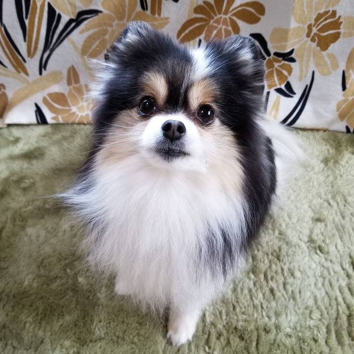 85f1d23f b2dc 43e5 814e ece04a3582d8 1584568033621