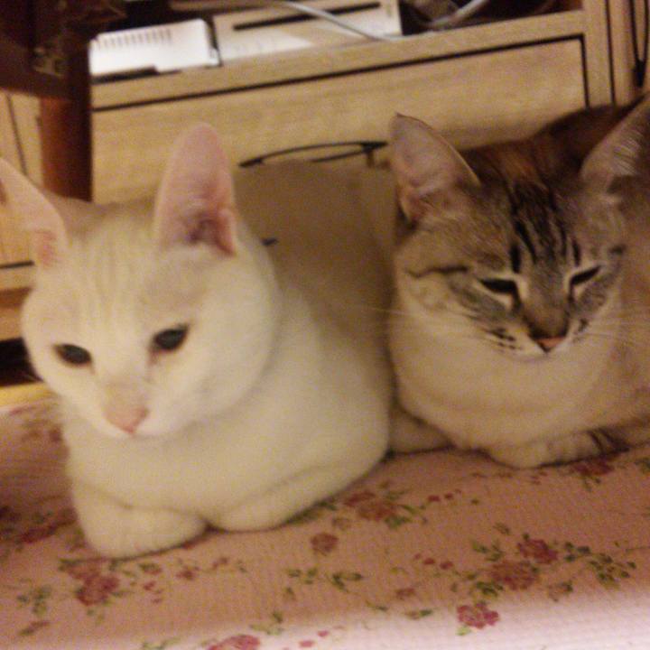 85f42a8c 8f9d 4e8d bdc5 cb2badb61bee 1525353062719