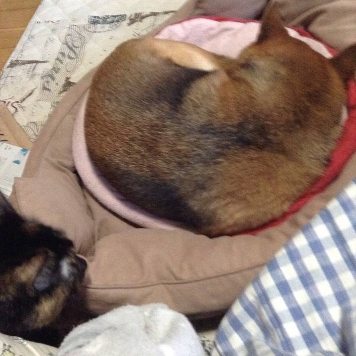 85f4da55 dd69 4f44 a0ff f925b2c8b5ab 1509833180358