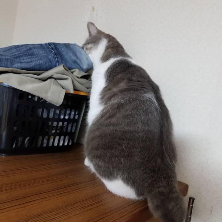 85f4e9d3 5cf4 4164 a312 75057a6a4d63 1592746815303