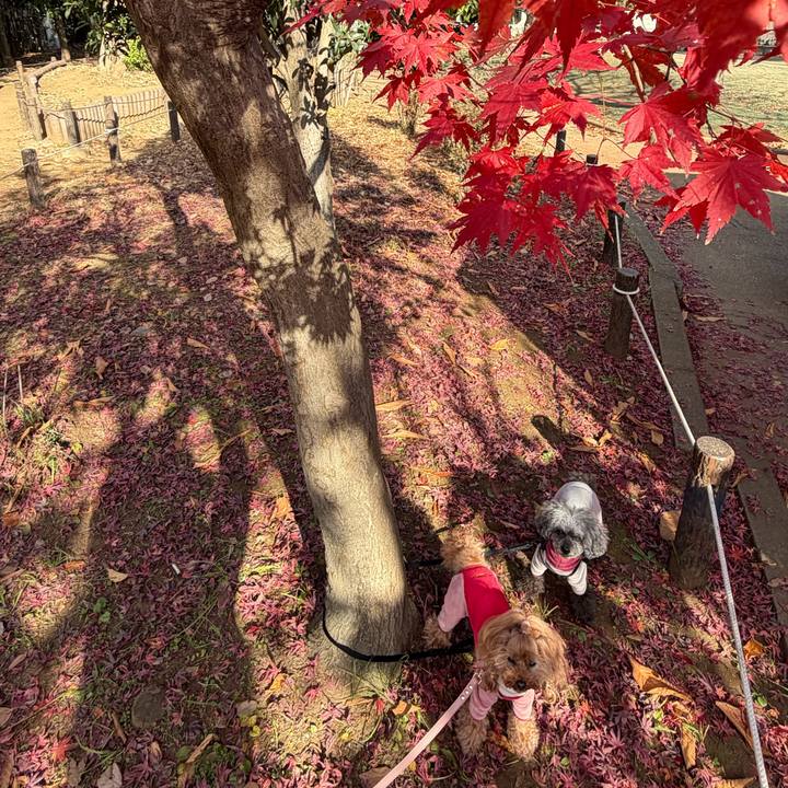 85f77420 66e4 43e9 a318 f48a99b3e058 1765844698389