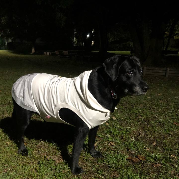 85f90a12 0dcf 4392 8440 20f8a42478d1 1573049707335