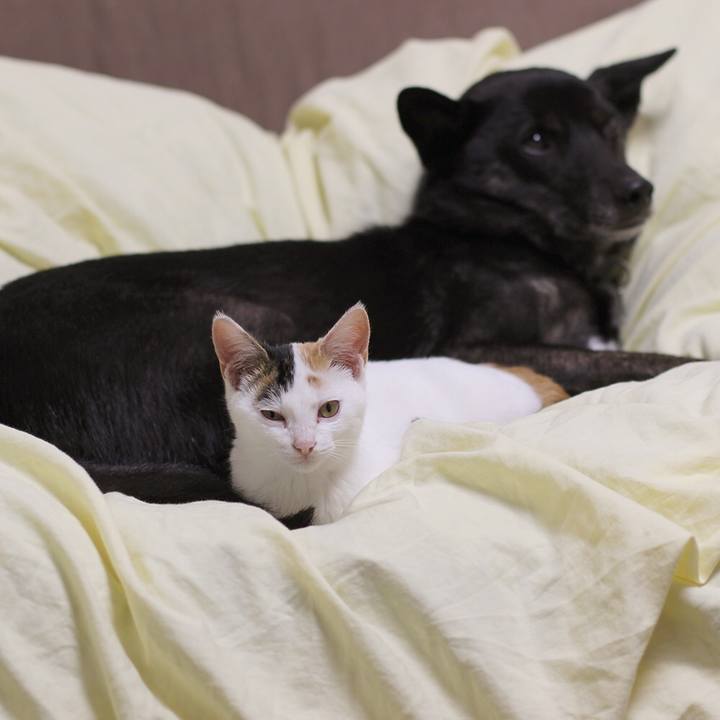 85f9a2a2 08af 4c8b ab2d 4af2181cbff3 1541757124065