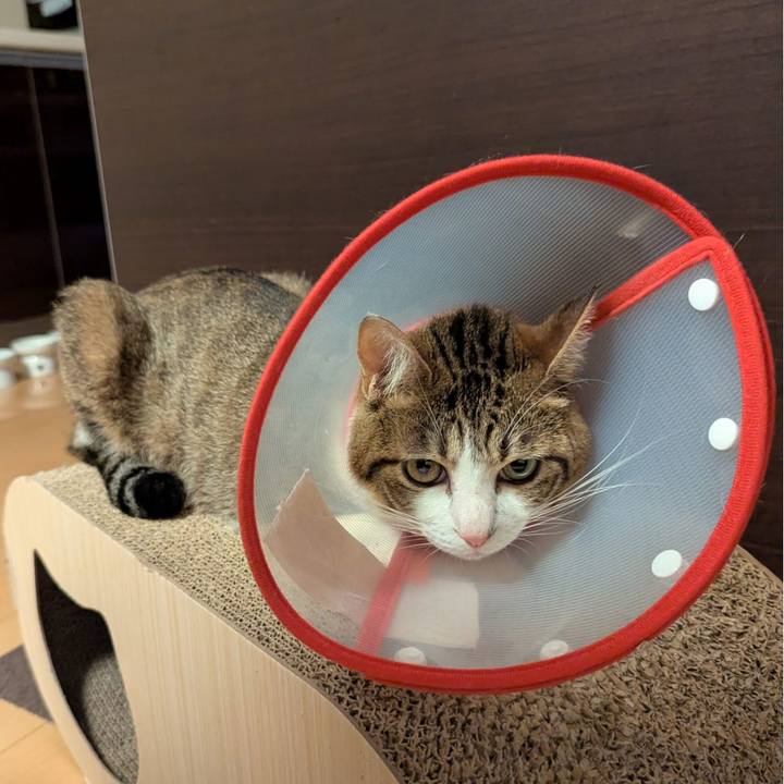 85fa3be1 3a18 46be 834d a323ffb05049 1750831495153