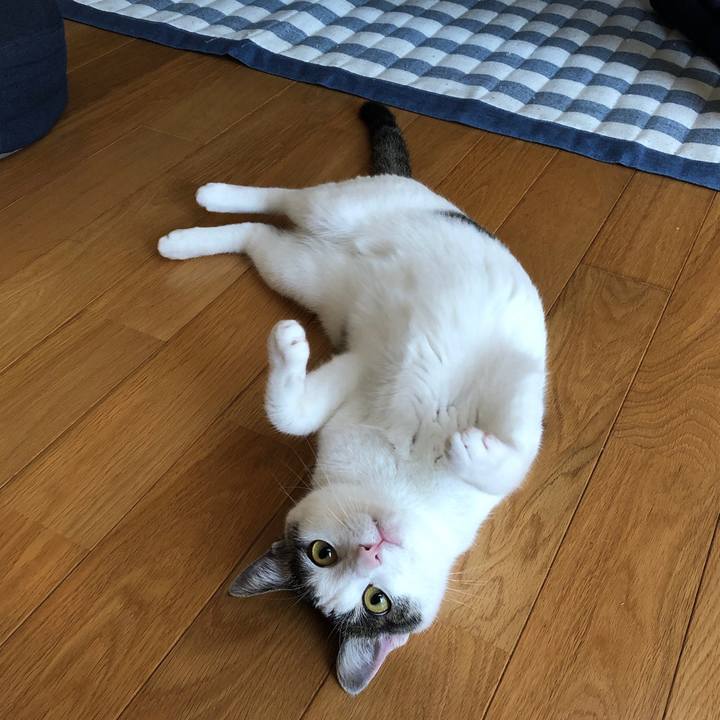 85fb1ccb fddc 4c4b 9c0a f1edb52b55f9 1597181039518