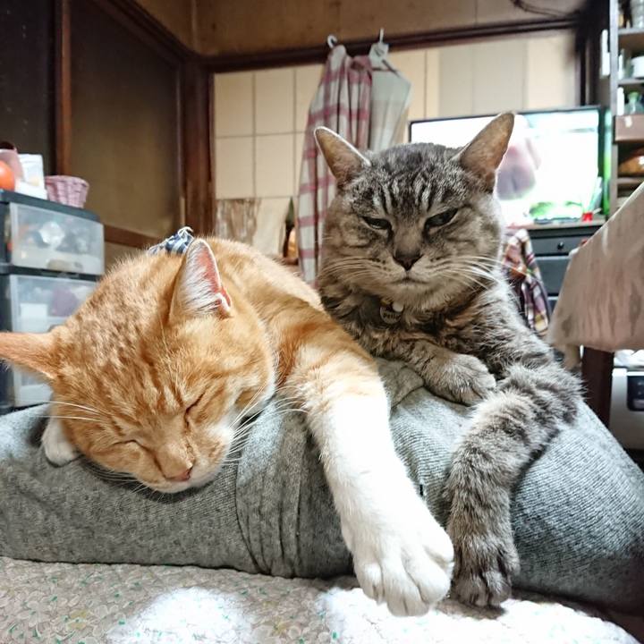 85fbeb48 1cf4 4bda 884a 290bf53855ef 1575456292343