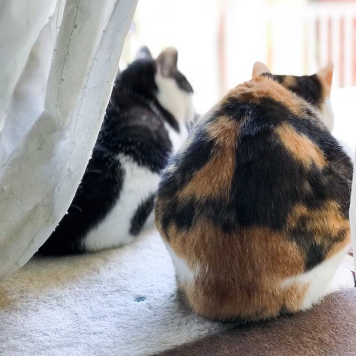 85fcdc5c 57f9 4fa7 8ccc 63f8ff326b4c 1526436058453