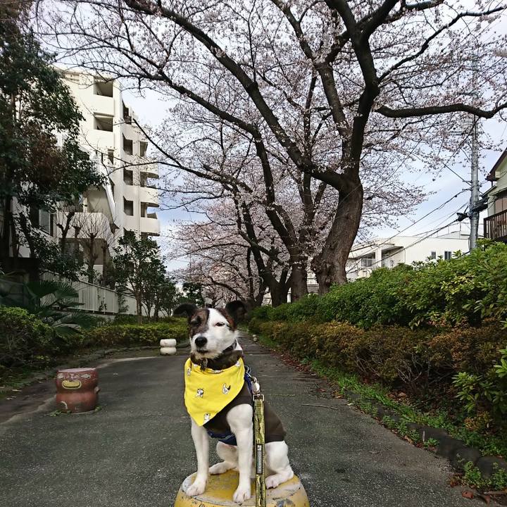 85feea69 e314 45e0 83e9 1e6a9a9b7251 1521756977363