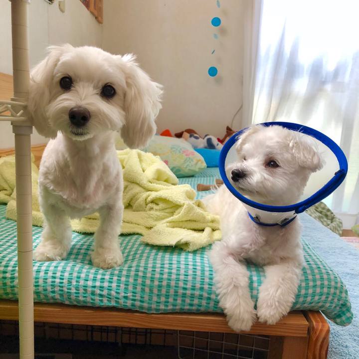 86005bb9 bdda 4d14 b166 7bafdbe48aa6 1526881458428