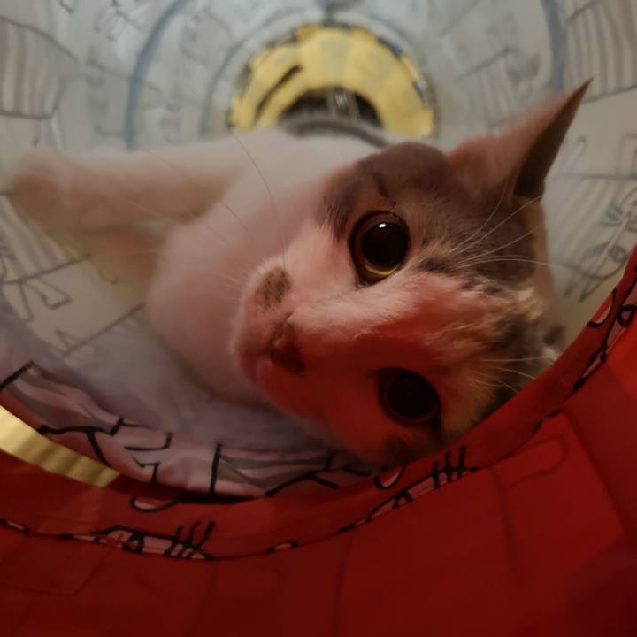 8601f4d3 0008 41f4 a6d6 6be60f08cec4 1571232606967