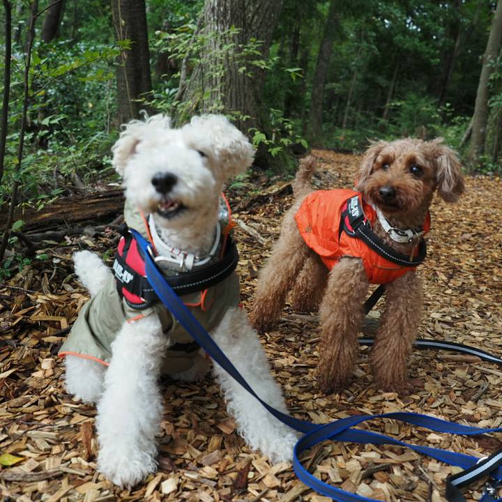 86028d78 eca1 4e8f ac44 a1c7b2a4b21f 1508057947429