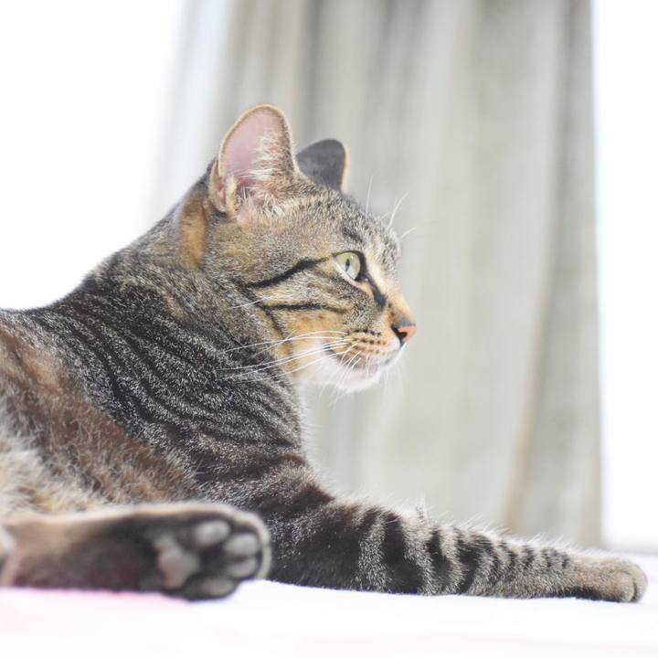 86030003 56b5 44ac a3c3 19bd68df782e 1529230036328