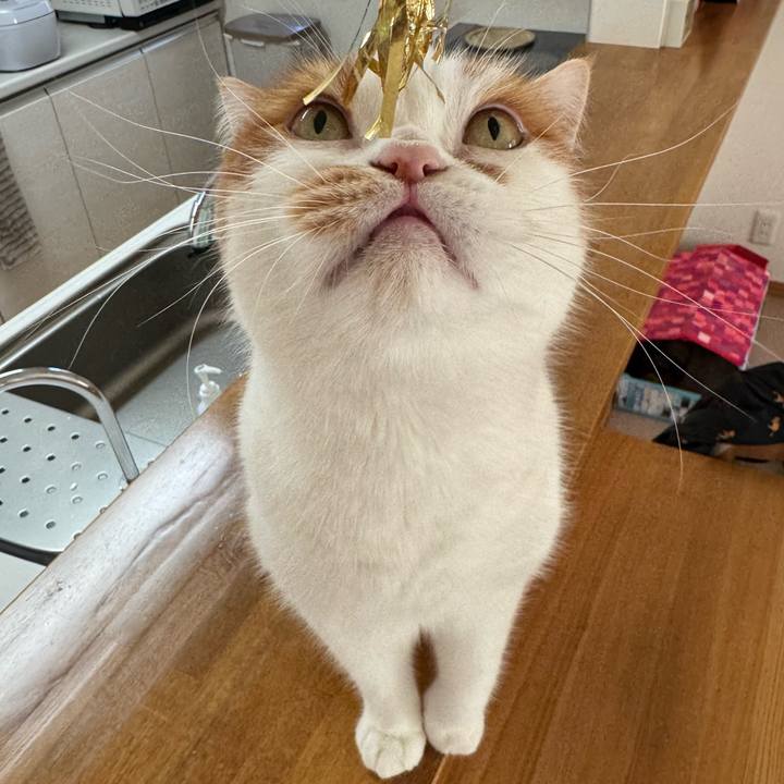 860548a5 308c 4e95 8e03 1c5f121c9271 1767499757780