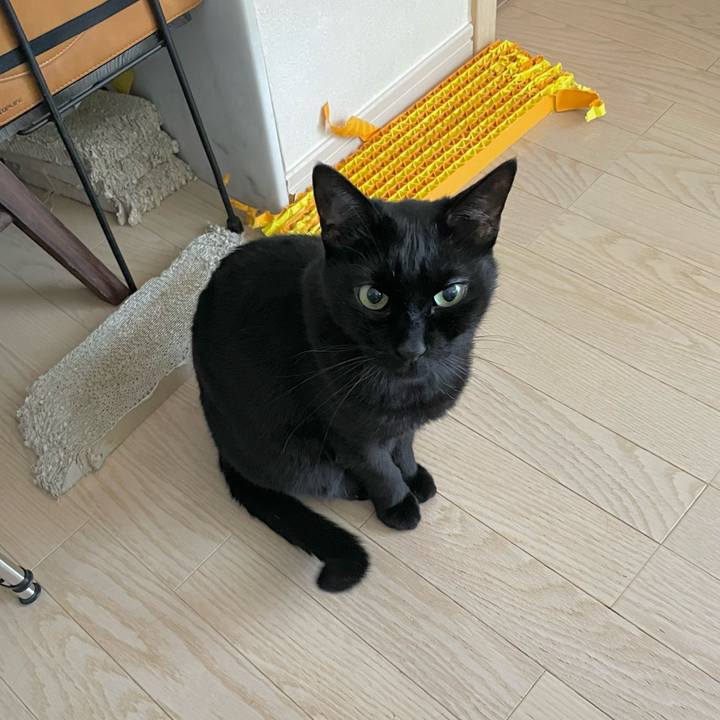 860667e1 cd4b 403f b1a0 70a3533770eb 1733620728215