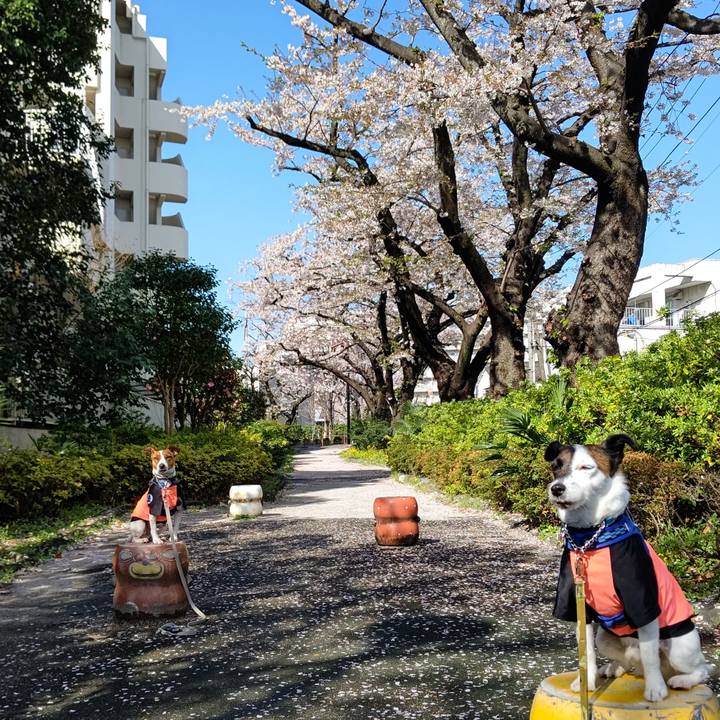 860730d2 73fc 4f2c a3c0 2d47ae2182b6 1616974697772