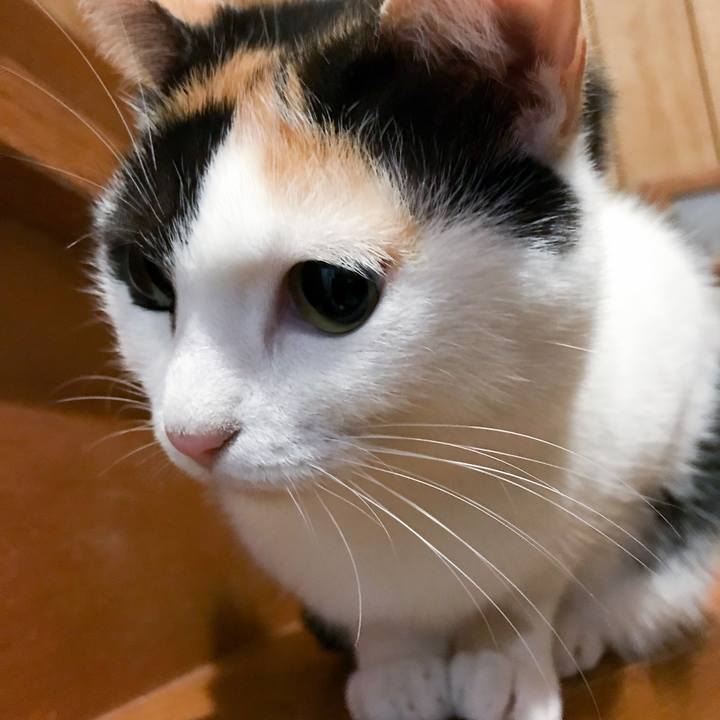 86076536 913e 48f6 b4d1 3ff03ae2eb14 1513780112145