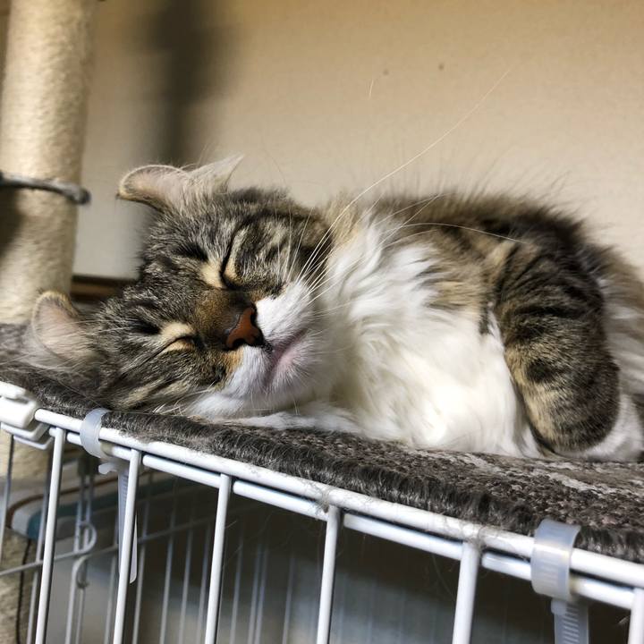 861184f8 4a9e 40a3 85d1 6c58418fd4ee 1550760971544