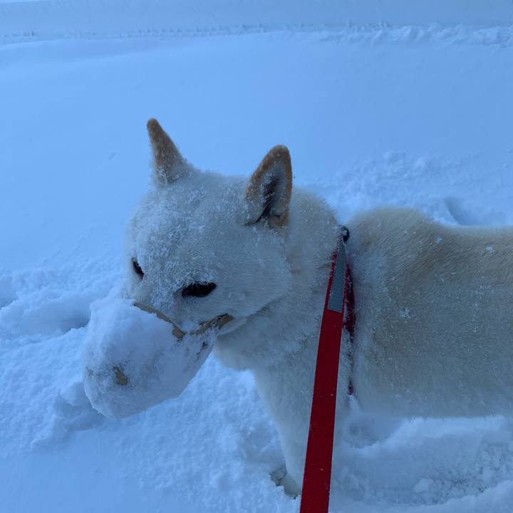 8611dc5c 7f98 4caa b2e5 c836a1708970 1576217914401