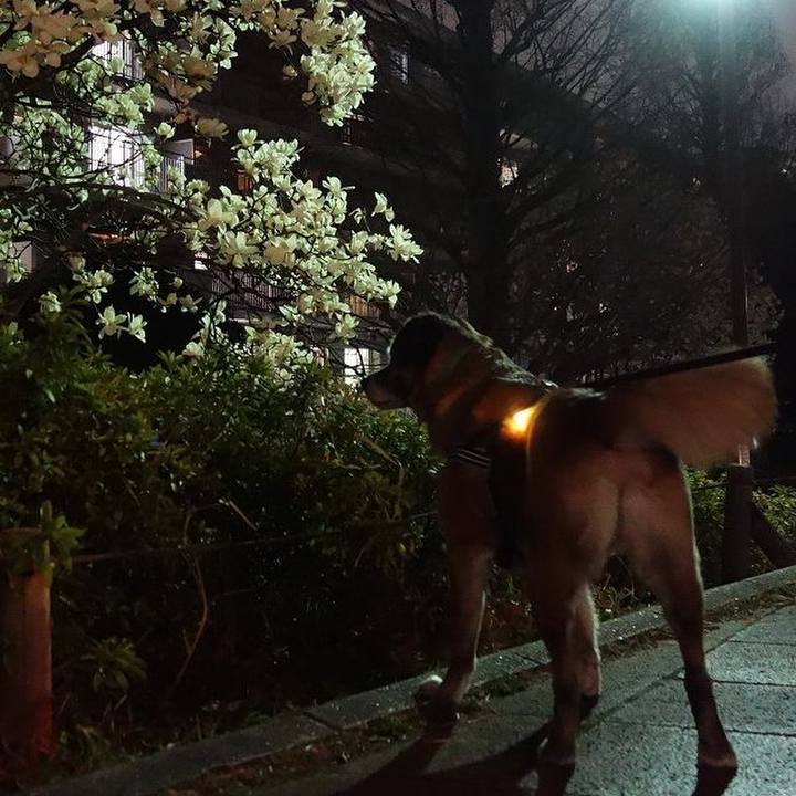 86132138 7415 4c1e a7ab 16b0fa8c226b 1521371565901