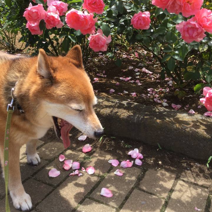 8613c5f1 3d5f 488c a094 4a319e1b322e 1591938703351