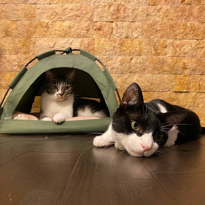 8615c9b8 477a 4afd 84f9 b2e19cf831d3 1730983115103