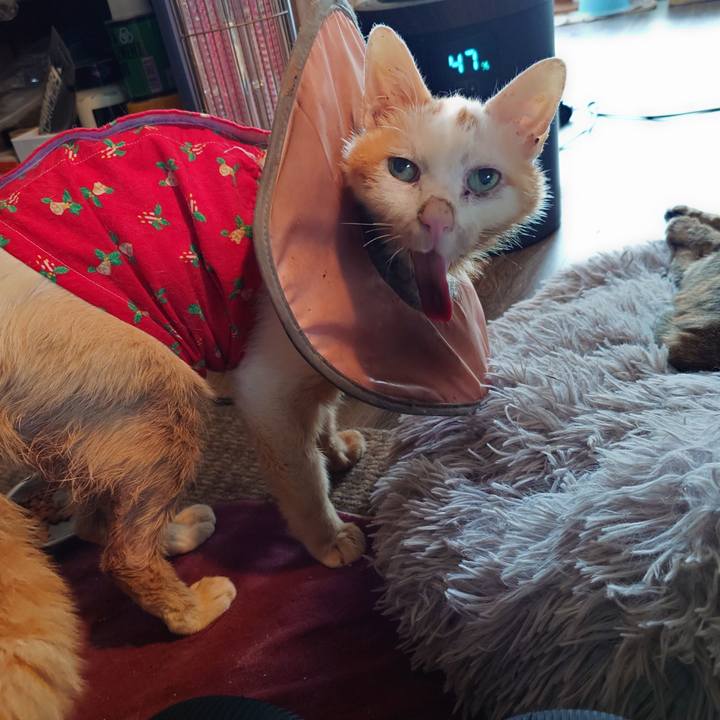 86160cbf aab0 432f ab55 3de5d11f8aa7 1767223764736