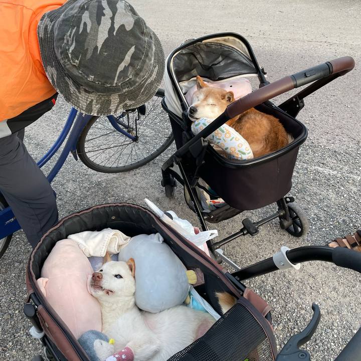 86172bf7 2cbb 436c 84bb a99a7368baeb 1685068876913