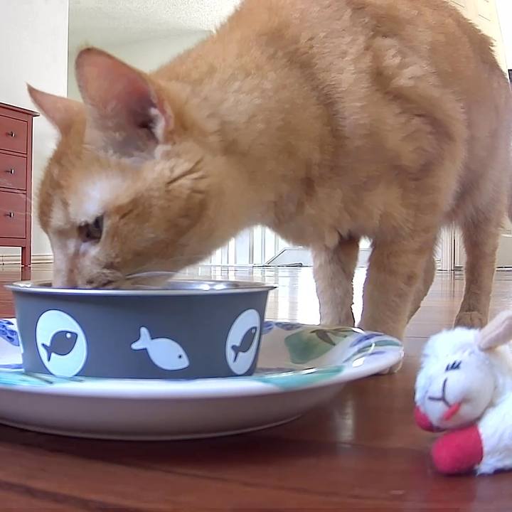 8617c5c8 a275 4f65 88fa c96acc87544b 1717033814034