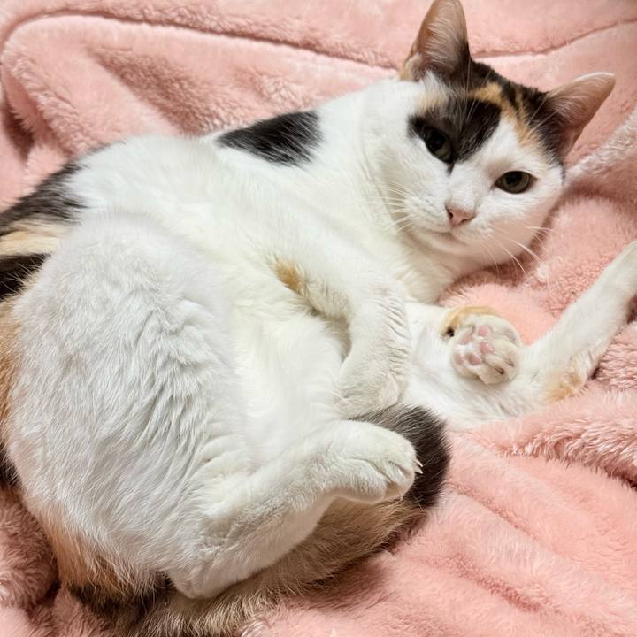 86185f40 01ff 4d67 bb01 3704bc24eb89 1765673432906