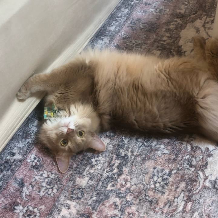 86192556 3742 47c1 8308 91ec0cd04a9c 1685160551472