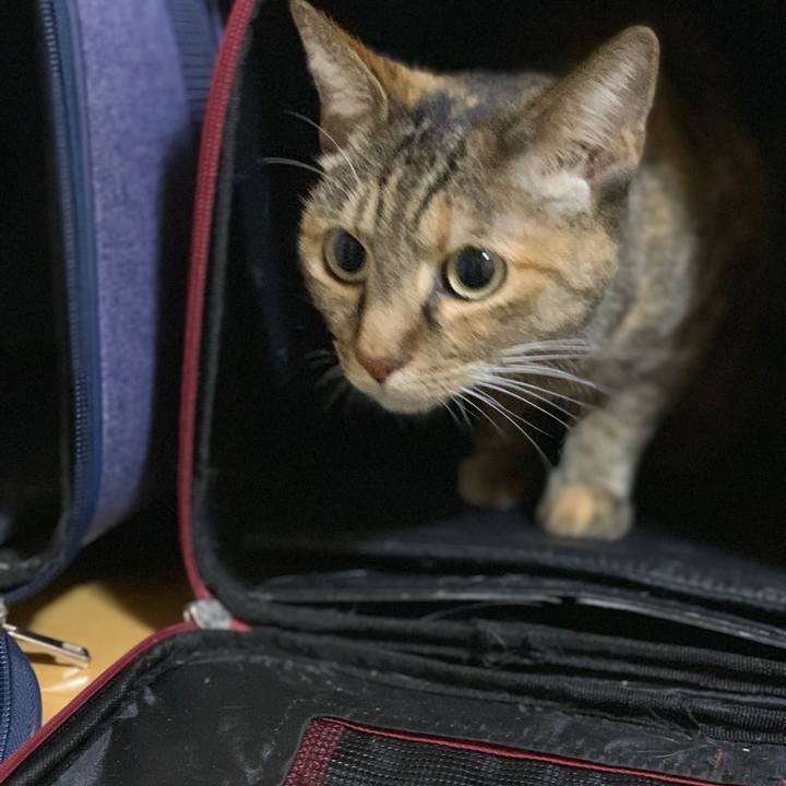 861a9a82 a179 4415 8743 882a0cc94745 1541288090180