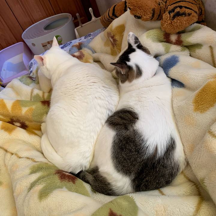 861bcb52 0886 487d 918f d45e64833f63 1605935666577