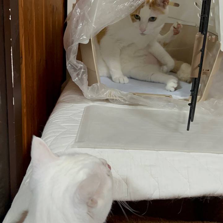 86207db9 22f8 4136 8317 81b1cc4b1c17 1687180364717