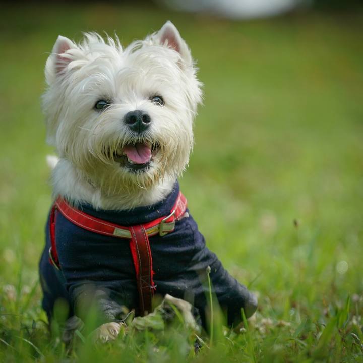 8620c085 4348 4d7e 8c3e df8cd06fd557 1529491251964