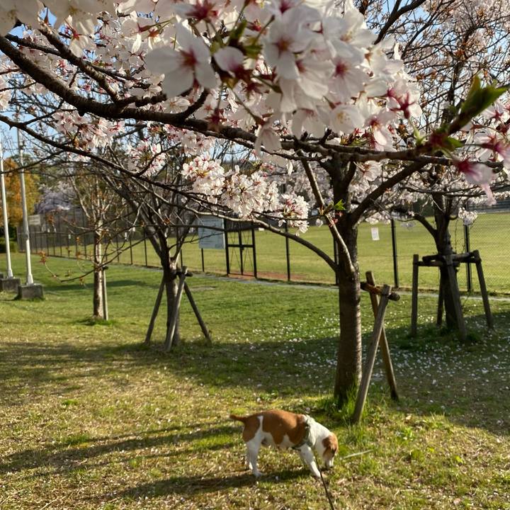 862307d7 f49d 4f65 b0d4 f1d415230438 1617233824297