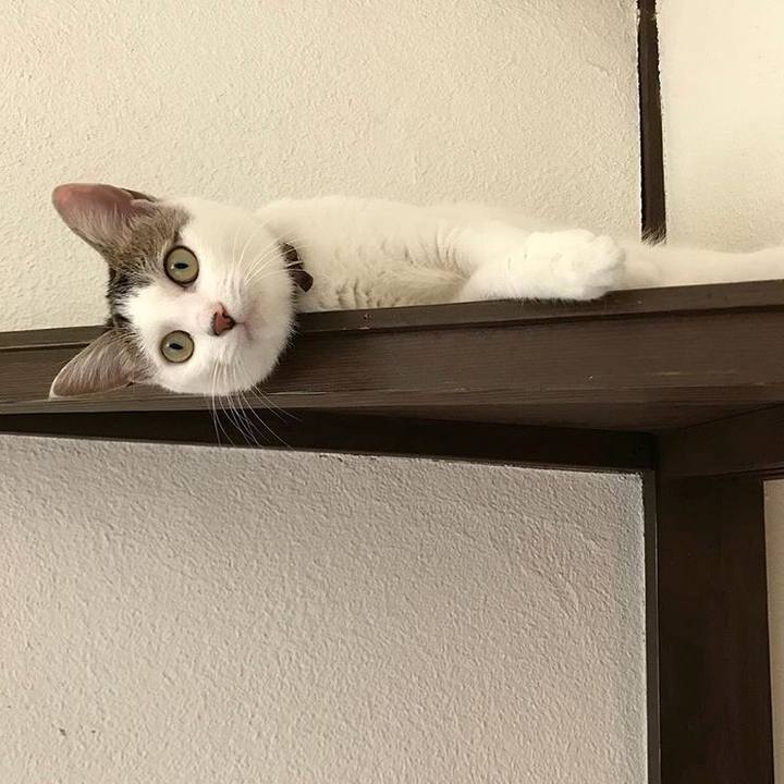 862a9ac6 a931 45c8 b621 bd5be3be043f 1526359707181