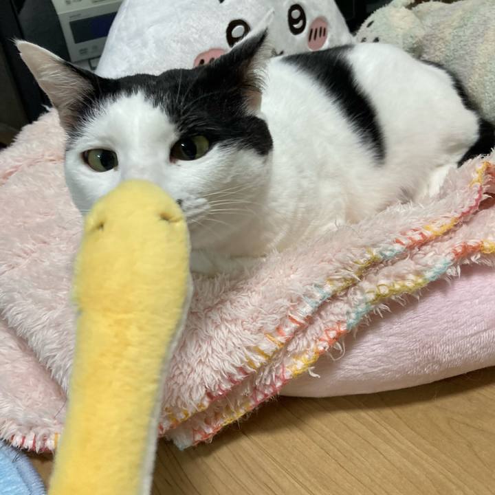 862bc0b4 bb94 4941 b7d6 2f00a944a39b 1762954193316