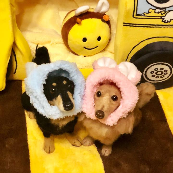 862c87dd b63a 41e1 be53 b012fa529635 1560780630290