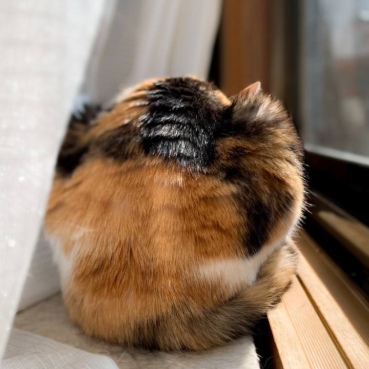 862e12c9 8b63 4486 8dc4 e6fb14464044 1590371156487