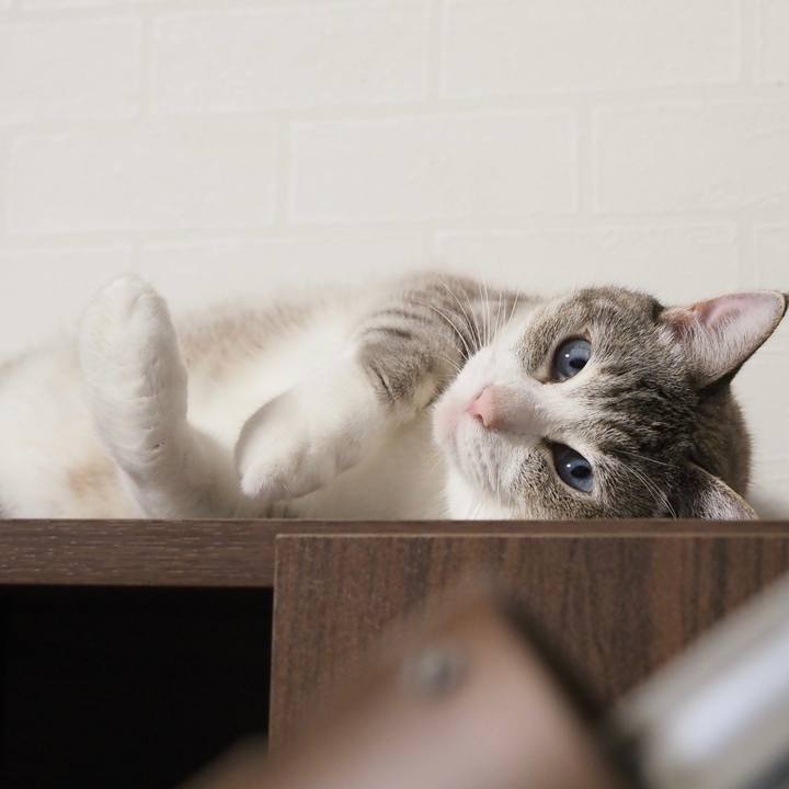 862fece6 6cb0 4b86 b269 cab6b168b1a7 1596539152718