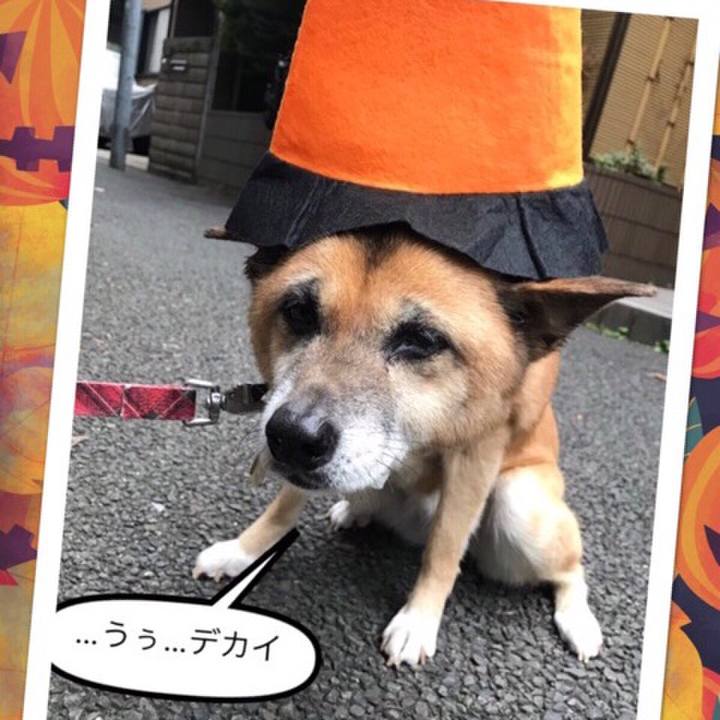 86302f96 e63a 4634 a4e6 eb0cdd34ade3 1572525869924