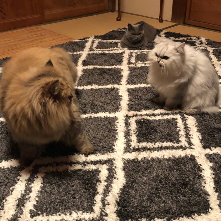 86373193 e98e 4d30 933b 3315bdfea70d 1572442974184