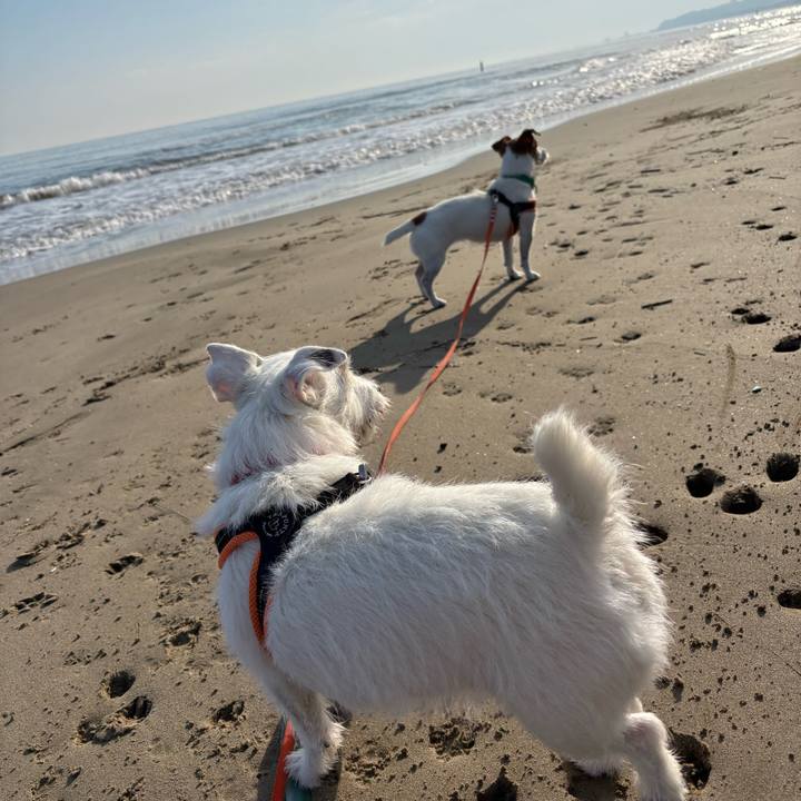 8637a55b c1c0 4e5e b137 1c6caf2544cf 1764209293127