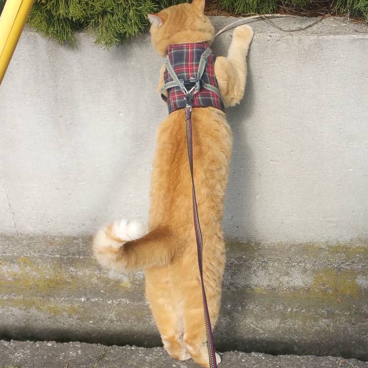 8637ec80 8315 4b19 8568 e6386a49543c 1588293818751