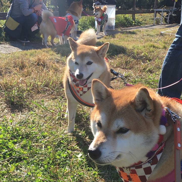 863914f3 b774 4f5a b6f0 43249b09f558 1573918028173