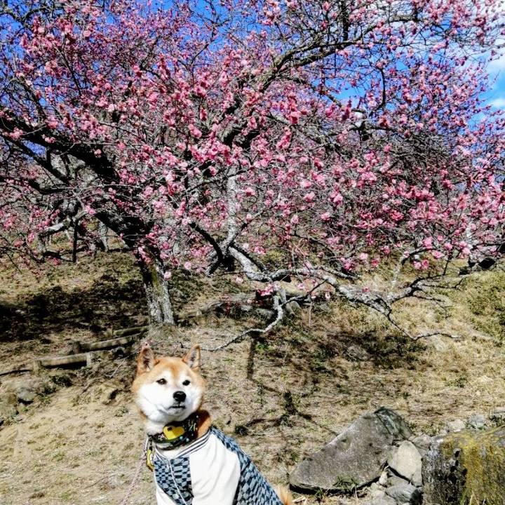 863a30c1 573c 4cc7 acd4 67a2b5fbfad6 1769068932279