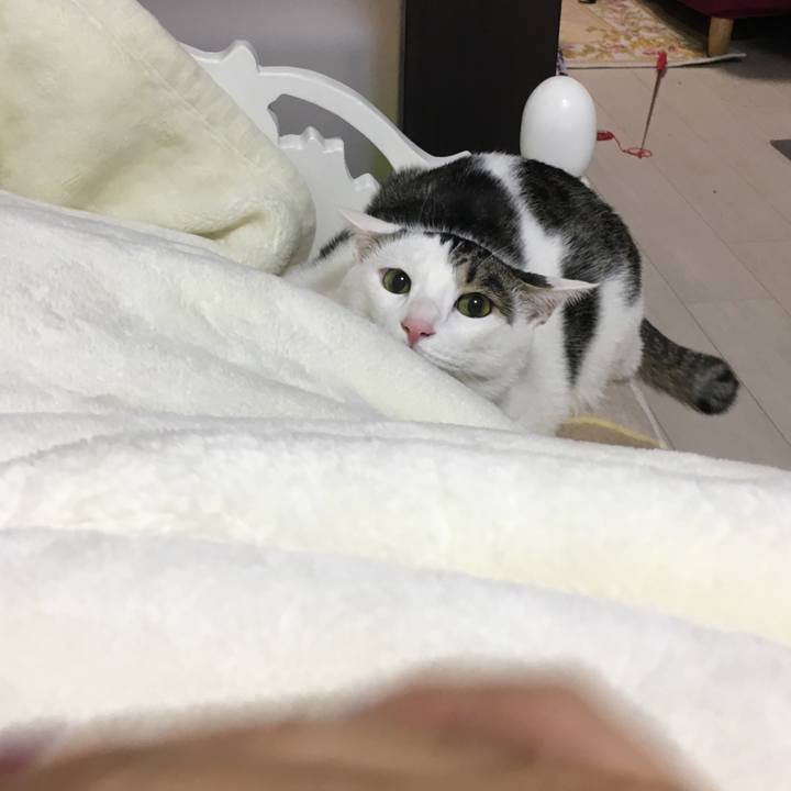 863c6943 9bab 47a2 b843 4755c549ee7e 1512225213108