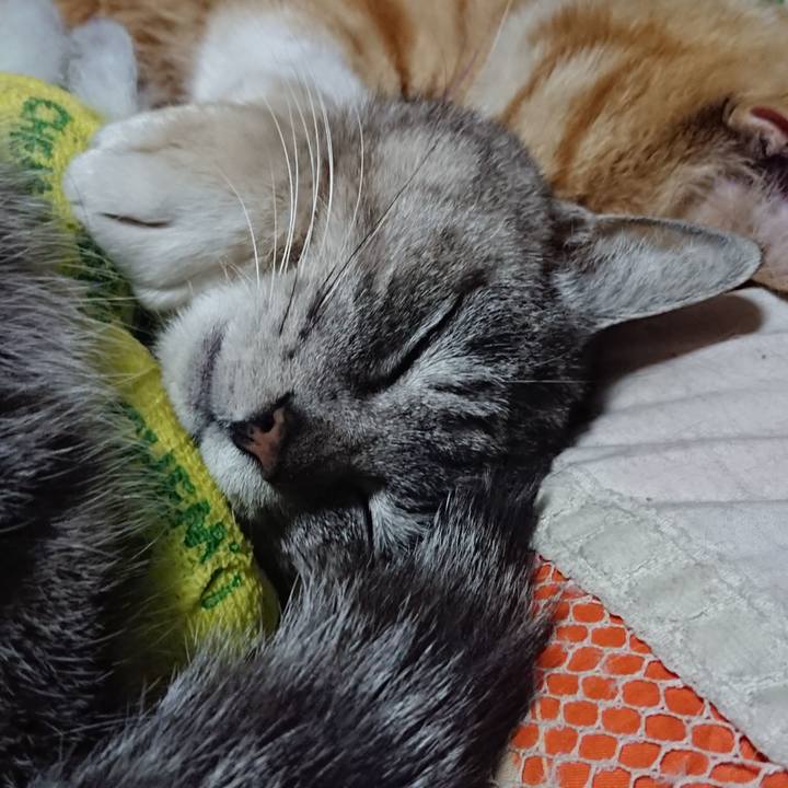 863c9f44 4a0a 4422 ae75 388d6c6a91e3 1586525540477